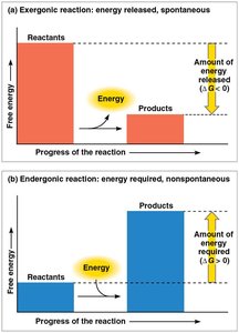Bar graphs comparing exergonic and endergonic reactions