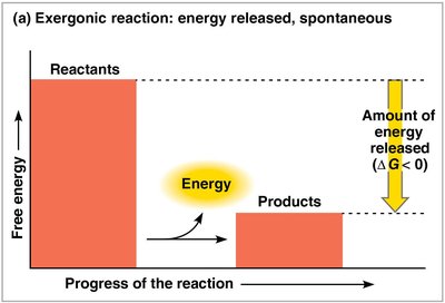 Graph of an exergonic reaction showing energy released