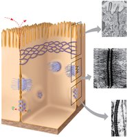 Animal cell junctions