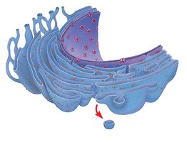 Diagram of Golgi apparatus