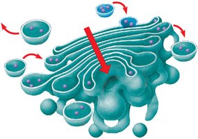 Diagram of Golgi apparatus with vesicle transport