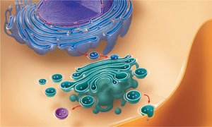 Endomembrane system showing vesicle transport