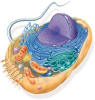 Generalized animal cell