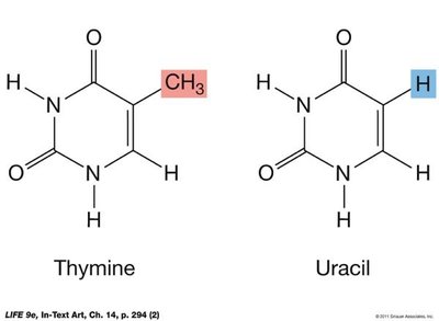 Thymine vs. uracil structure