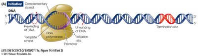 Transcription steps: initiation, elongation, termination