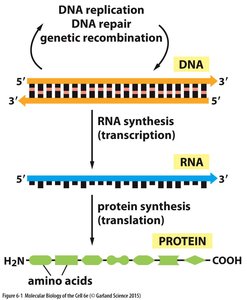 Central dogma: DNA to RNA to protein