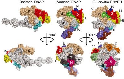 Structures of RNA polymerases in bacteria, archaea, and eukaryotes