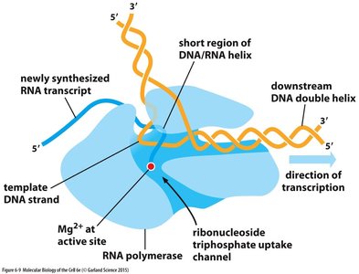 RNA polymerase synthesizing RNA from DNA template