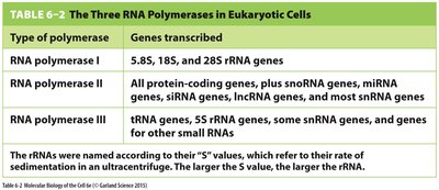 Table of RNA polymerases in eukaryotes