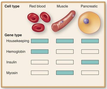 Gene expression in different cell types