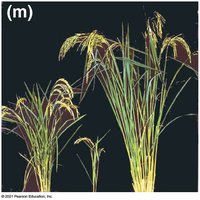 Hybrid rice plants (hybrid breakdown)