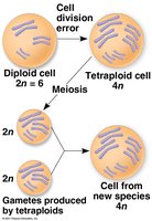 Diagram of autopolyploidy