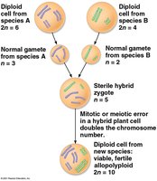Diagram of allopolyploidy