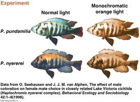 Cichlid fish coloration and mate choice