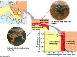 Hybrid zone between Bombina toads