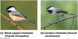 Black-capped and Carolina chickadees
