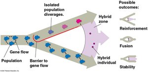 Diagram of hybrid zone outcomes: reinforcement, fusion, stability