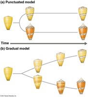 Punctuated vs. gradual model of speciation