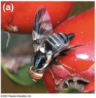 Apple maggot fly on fruit (habitat isolation)