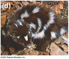 Eastern spotted skunk (temporal isolation)