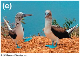 Blue-footed boobies courtship (behavioral isolation)