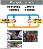 Snails with different shell spirals (mechanical isolation)
