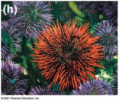 Sea urchins (gametic isolation)