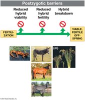 Diagram of postzygotic barriers: reduced viability, fertility, hybrid breakdown
