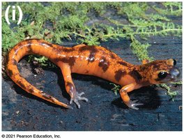 Hybrid salamander (reduced hybrid viability)