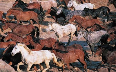 Horses with diverse coat colors