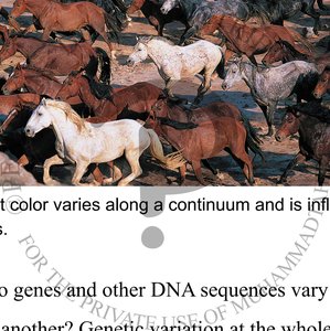 Text and image showing horse coat color variation
