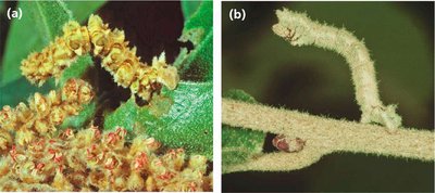 Caterpillars showing environmentally induced phenotypic variation