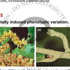 Text and image on environmentally induced phenotypic variation