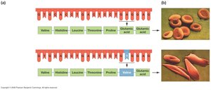 Missense mutation example: sickle cell anemia