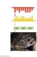 Diagram showing DNA to mRNA to protein in a mouse