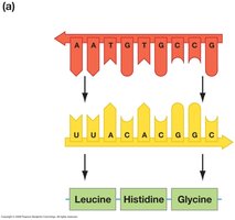 Diagram showing transcription and translation with base pairing