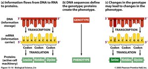 Diagram of information flow from DNA to RNA to protein