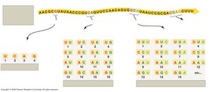 Diagram explaining triplet code and codons