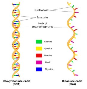 General Biology Molecular Biology Study Guide | Notes