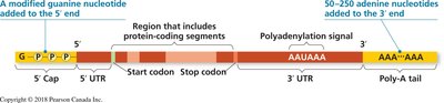 Pre-mRNA and mature mRNA with introns and exons