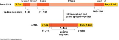 mRNA with 5' cap and poly-A tail