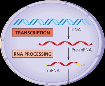 Spliceosome-mediated RNA splicing