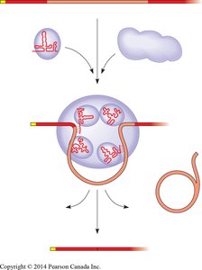 Spliceosome structure and function