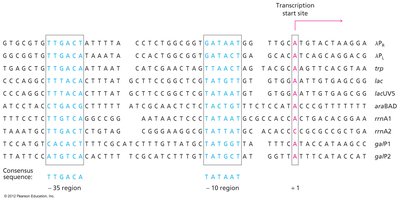 Examples of some bacterial promoters