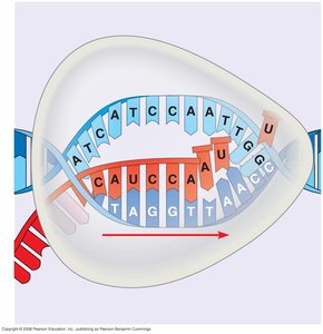 Transcription bubble and RNA synthesis