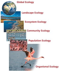 Hierarchy of Ecological Research Levels