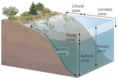 Zonation in a Lake