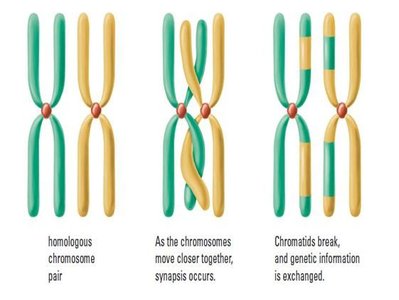 Crossing over during Prophase I