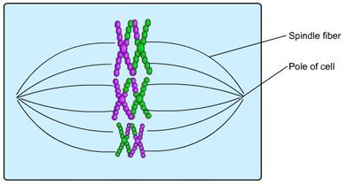 Tetrads aligned at metaphase plate