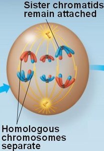 Homologous chromosomes separate in Anaphase I